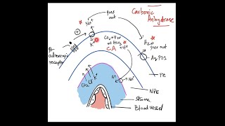 The Angle of Anterior Chamber  Part 2 Physiology Aqueous Humour Dynamics  Biochemistry [upl. by Atin]