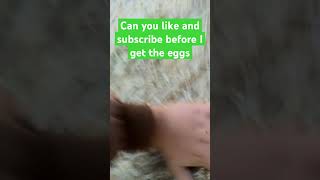 Doing ￼ parkour to get chicken eggs parkour parkourvideos barn farm eggs shorts haybales [upl. by Setiram]