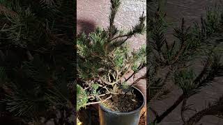 Pinus contorta Spaans Dwarf [upl. by Narud806]