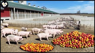 Organic Pig Farming  FruitEating Pig Farm Model For Delicious Meat [upl. by Sears]