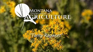 Noxious Weed Videos Vol 3 5 Tansy Ragwort [upl. by Norita]