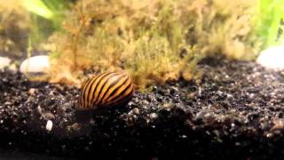 Neritina parallela snail  escargot [upl. by Nylirem]