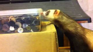 Crazy ferret Doing His Happy War Dance [upl. by Bobker]