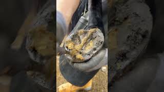 Satisfying hoof clean up horse farrier asmr [upl. by Nnylamme]