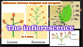 💯Inflorescence Class 11 Morphology in plants Animation  Explanation  Acropetal Basipetal [upl. by Evita]