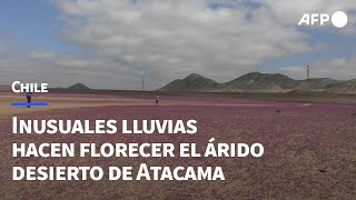 Inusuales lluvias hacen florecer el árido desierto de Atacama en Chile  AFP [upl. by Fai]