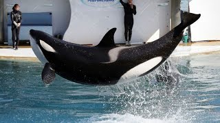 Marineland d’Antibes  le gouvernement s’oppose au transfert au Japon des deux dernières orques capt [upl. by Sirrep]