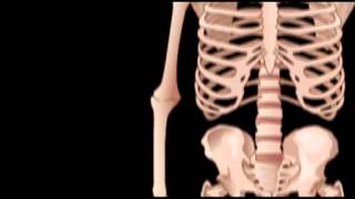 The Skeletal System Updated 2013 [upl. by Mimi]