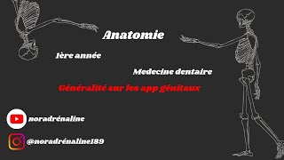 les app génitaux Anatomie شرح بالدارجة [upl. by Gnap357]