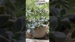 my succulents highlights gardendesign garden succulentlove [upl. by Nojram]