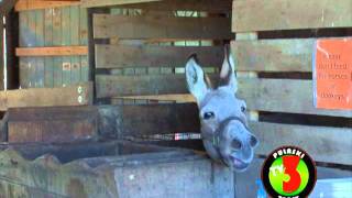 Pulaski TV Today  Pete the Donkey  See You on Three [upl. by Anhej]