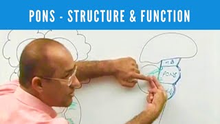 Pons  Structure and Function  Neuroanatomy [upl. by Leirol685]