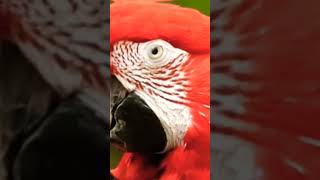 Scarlett MACAW [upl. by Ardene616]