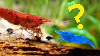 What Happens when You Breed Blue and Red Neocaridina Shrimp together [upl. by Milas]