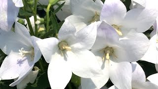 Best Perennials for Sun  Platycodon Astra White Balloon Flower [upl. by Natika]