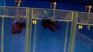 Siamese Fighting Fish Display [upl. by Estus]