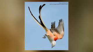 ScissorTailed Flycatcher [upl. by Nnylodnewg]