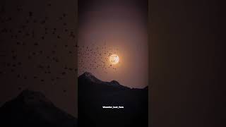 levitating music song pop lyrics hollywood ytshorts cover dualipa lovely wanderlustfam [upl. by Aronal]