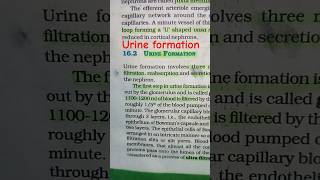 urine formation step urine neet2025 biology [upl. by Yehus611]