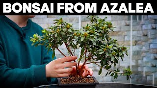 How to Make Bonsai from Azalea🌸EASY [upl. by Napas]