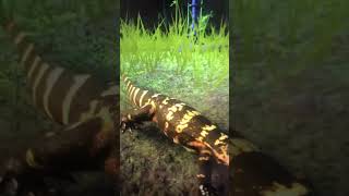 Planet Zoo Nile Monitors Tropica Outpost Year Of The Lizard 🦎 [upl. by Fortin]