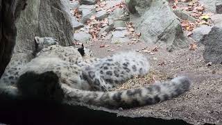 Bronx Zoo snow leopard and cub 20231121 [upl. by Sisto]