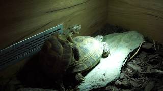 Russian tortoise mating [upl. by Arreic]