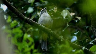 Trinca ferro  Saltator similis  Bom dia seu Chico liso cantando muito na natureza [upl. by Braeunig]