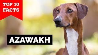 Azawakh Dog  Top 10 Facts [upl. by Notaes]