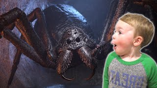 Giant Spider Invades DavidsTV [upl. by Burrow]