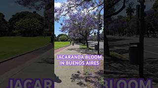 Jacaranda Bloom in Buenos Aires [upl. by Nosimaj]