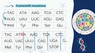 IB Biology Mutations and gene editing D13 [upl. by Rolan]