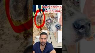 El hematoma auricular perros saludmascotas mascotas cuidadomascotas pets tipsveterinarios [upl. by Iramo]