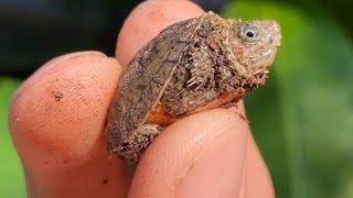 The SMALLEST TURTLES You’ve Ever Seen Baby Loggerhead Musk Turtles [upl. by Thoer620]