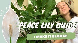 PEACE LILY CARE  PROPAGATION  make your peace lily flower  spathiphyllum dry tips [upl. by Beane]