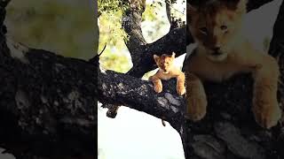 A Lion Cub that was resting on a tree rushed down [upl. by Rodnas372]