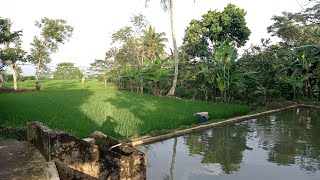 Suasana pagi matak betah dengan air cur cor mengocor [upl. by Akeim]