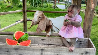 Monkey Lily helps dad harvest watermelons on the farm [upl. by Enniroc171]