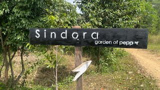 Cambodian pepper farm  Kampot [upl. by Burlie]