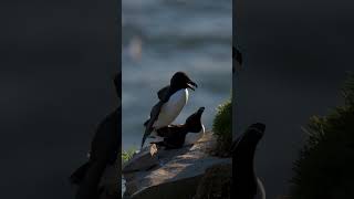 Razorbill Courtship  Minute of Wildlife wildlife nature birds [upl. by Susejedairam951]