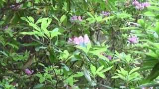 Rhododendrons in the redwoods HD [upl. by Ssegrub647]