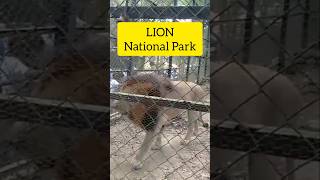 National park Bangalorelion bannerghattabiologicalpark animals wildlife shorts tiger lions [upl. by Ahsiuqat]