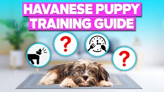 Havanese Puppy Training Tips [upl. by Ruon]