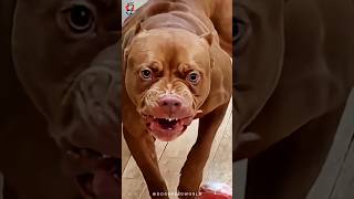 Pitbull Vs Rottweiler Fight 🥵😡 shorts dog pitbull [upl. by Normie]