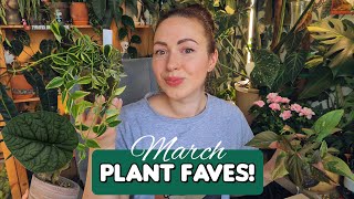 March houseplant favorites 🥰🌿rescued pink variegated and other plants [upl. by Lanford567]