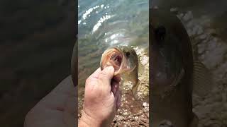 Caught 3 Today fishing shorts oklahoma shortsfeed bass shortvideo short reels fish [upl. by Orvan382]