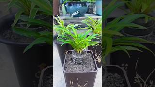 Creative plant growing for home home gardening shorts gadening diy [upl. by Garlanda]