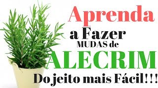 Como fazer Mudas de Alecrim  Substrato ideal [upl. by Sherri391]