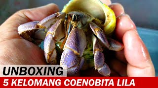 UNBOXING 5 Kelomang Coenobita Lila dan Cangkang Turbo Sarmaticus  Unboxing  Crabpedia [upl. by Esydnac]