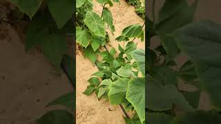 Effective recovery from dampingoff disease is possible PythiumControl Plants GardeningTips [upl. by Adnofal853]